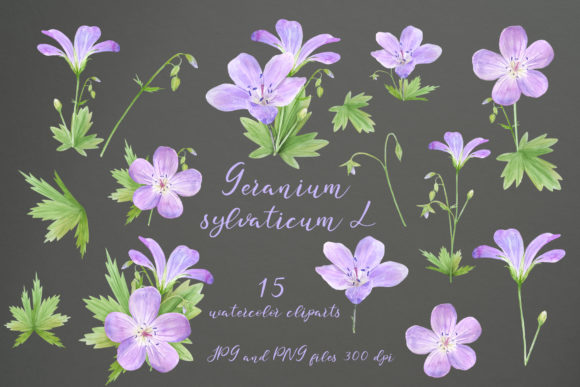 Watercolor Geranium Illustrations: A Designer’s Perspective on Creative Potential